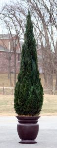 Preserved Cone Topiary 120 inch in Juniper Foliage